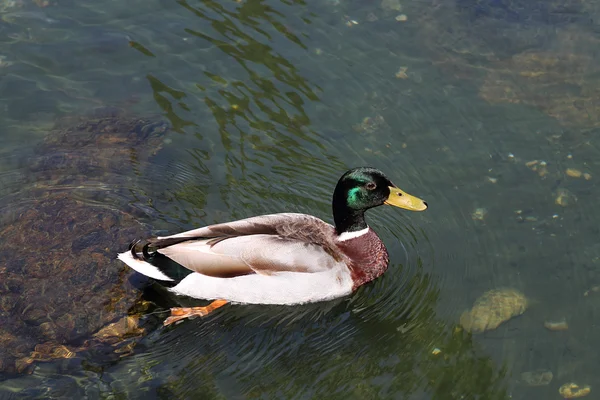 Mallard duck Stock Image