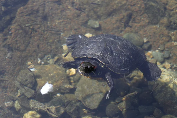 Tartaruga in acqua — Foto Stock