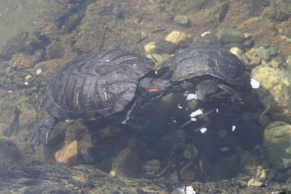 Черепахи под водой едят хлеб — стоковое фото