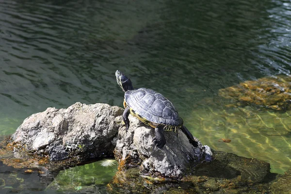 カメの石の上で日光浴 — ストック写真