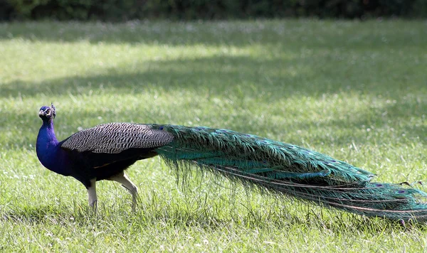 Male peacock — Stock Photo, Image