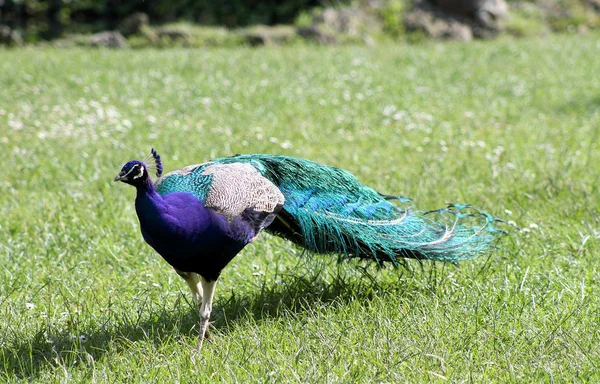 Male peacock — Stock Photo, Image