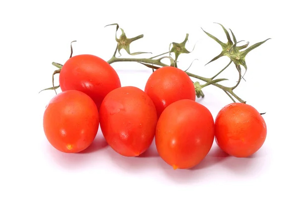 Piccadilly tomaten geïsoleerd op wit — Stockfoto