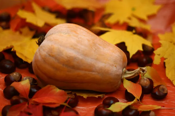 Natural pumpkin — Stock Photo, Image