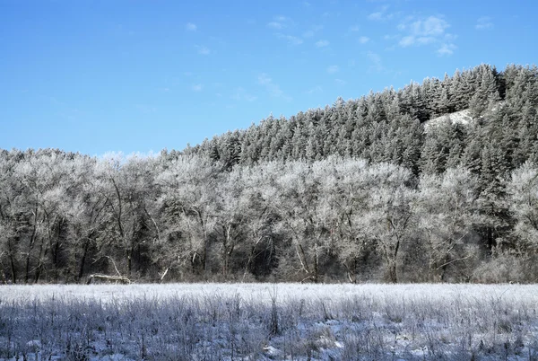 Belo inverno floresta russa — Fotografia de Stock