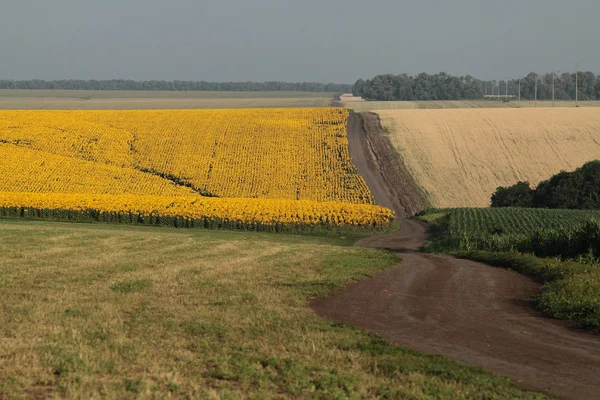 Landwirtschaftliche Flächen — Stockfoto