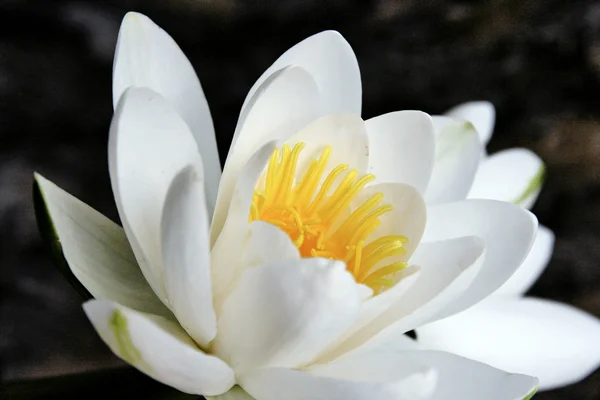Wielkiej Białej lilii wodnej — Zdjęcie stockowe