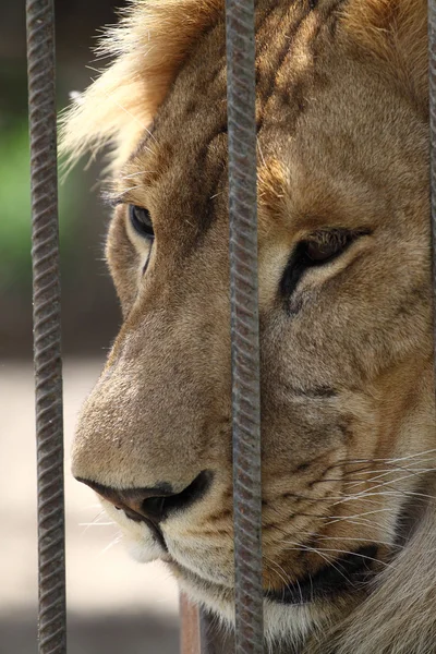 León solitario en la jaula del zoológico — Foto de Stock