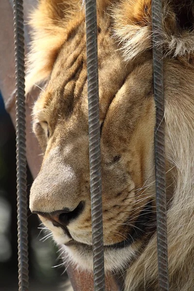 Lew spać w klatce w zoo — Zdjęcie stockowe