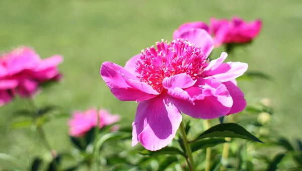 Bush peony flower — Stock Photo, Image