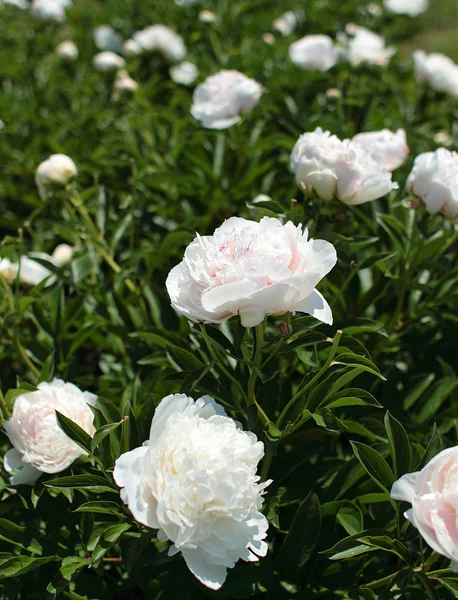 White peony bushes — Stock Photo, Image