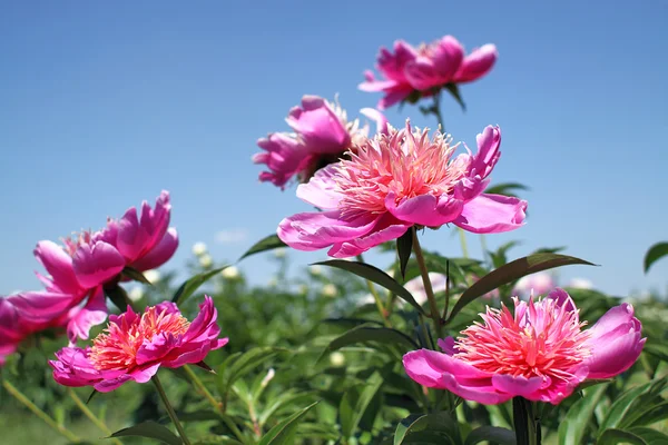 Peonies flower blooming in spring garden — Stock Photo, Image