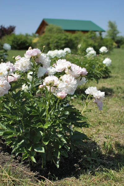 White peony flowers in the garden with summer house — Stock Photo, Image