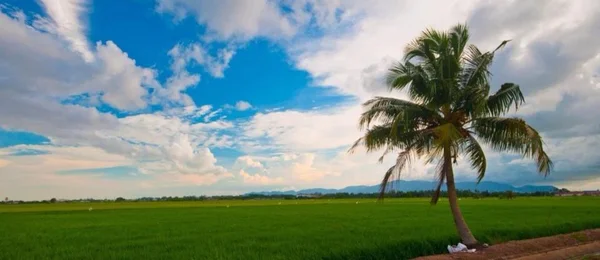 Campo de coco — Fotografia de Stock