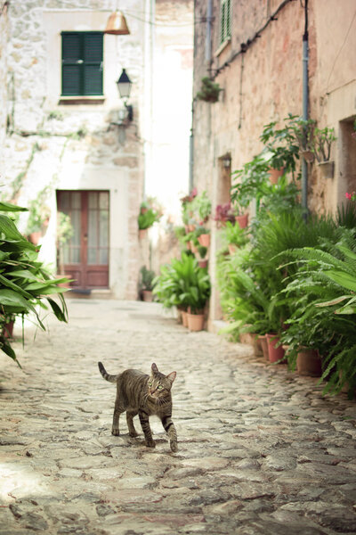 Cat walking down the street