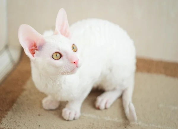 Cornish rex kotek szuka prawo — Zdjęcie stockowe