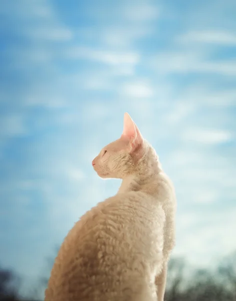 Cornish Rex cat looking through the window — Stock Photo, Image