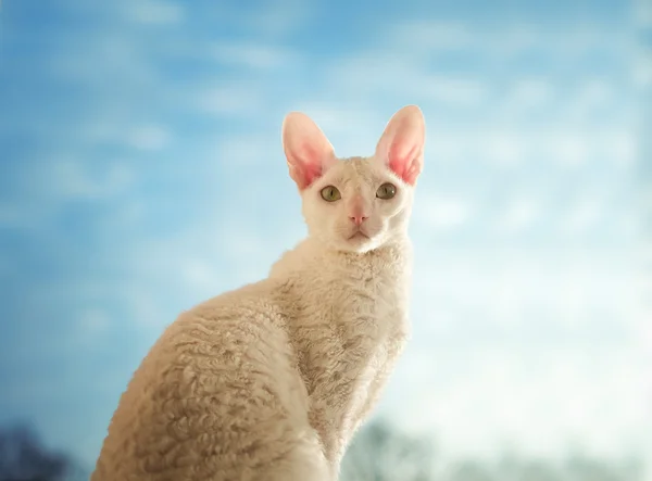 Корнуольская кошка Рекс выглядит натурально Лицензионные Стоковые Изображения