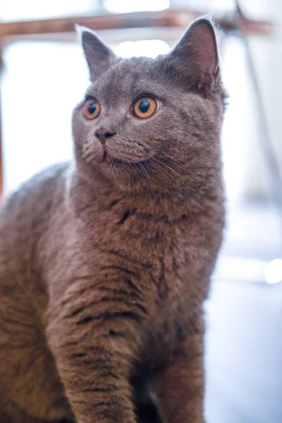 Detailní Záběr Roztomilé Modrošedé Britské Krátkosrsté Kočky Doma — Stock fotografie