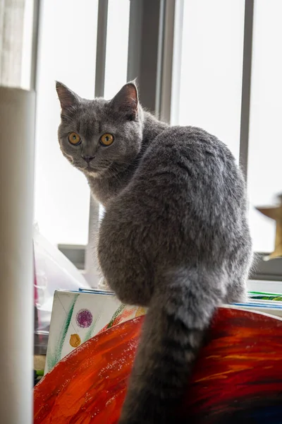 Detailní Záběr Roztomilé Modrošedé Britské Krátkosrsté Kočky Doma — Stock fotografie