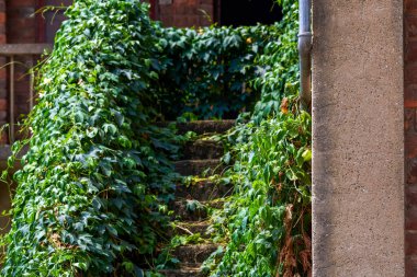 Eski kırmızı merdivenler sarmaşık bitkileriyle kaplı.
