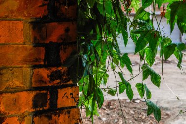 Kırmızı tuğla duvar köşesi ve yeşil bitkiler yakın plan