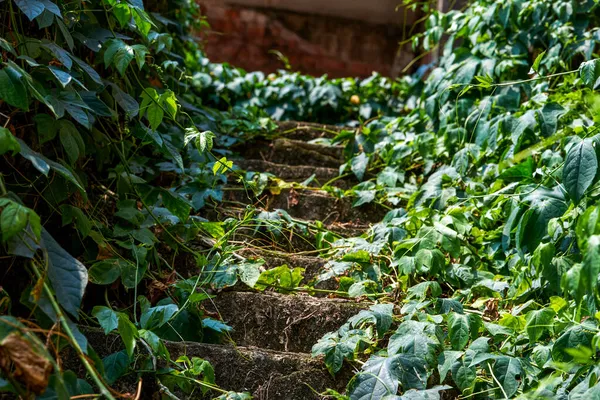Старая Красная Поворотная Лестница Заросла Ползучими Растениями — стоковое фото