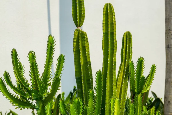 Närbild Frodig Hög Kaktus — Stockfoto