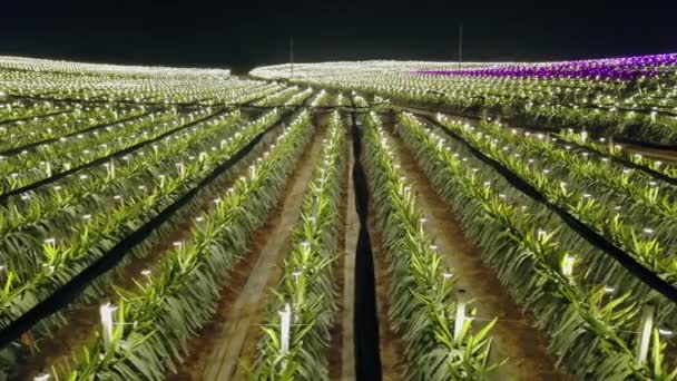 교외에 자리잡은 용설란밭은 빛난다 생산을 증가시키기 위하여 밤새도록 붙인다 — 비디오