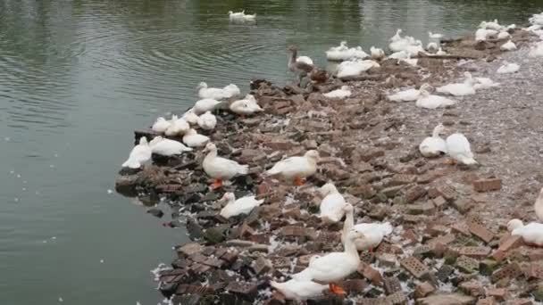 Large Group White Haired Ducks Pond Duck Farm — Stock Video