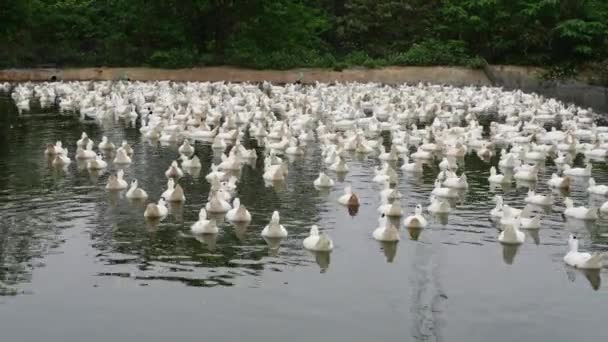Ördek Çiftliğindeki Gölette Büyük Bir Grup Beyaz Saçlı Ördek — Stok video