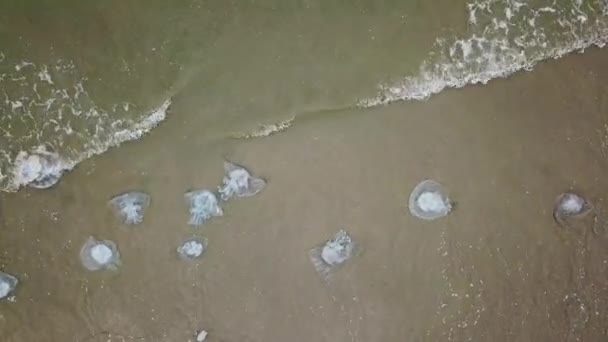 Aerial Photography Stranded Jellyfish Beach Coastline — Stock Video