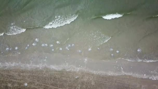 Fotografia Aerea Meduse Incagliate Sulla Costa Della Spiaggia — Video Stock
