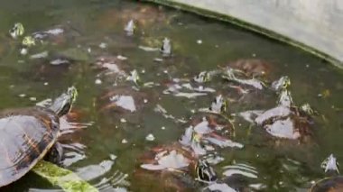 Havuzdaki bir grup alev kaplumbağasının yakın çekimi.