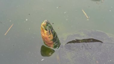 Havuzdaki bir grup alev kaplumbağasının yakın çekimi.