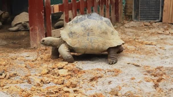 Close Giant Tortoise Sulcata Tortoise — Stock Video