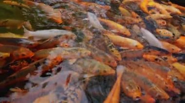 Çin, Guangzhou 'daki Baomo Garden' daki Koi Balık Okulu Havuzu 'nda su manzarası var.