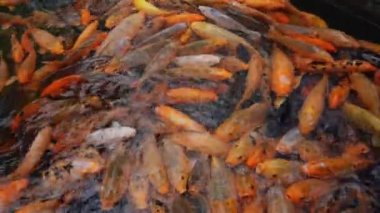 Çin, Guangzhou 'daki Baomo Garden' daki Koi Balık Okulu Havuzu 'nda su manzarası var.