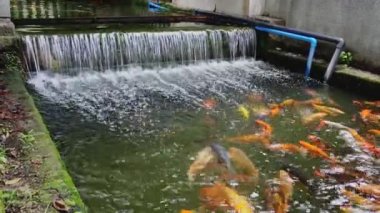 Çin, Guangzhou 'daki Baomo Garden' daki Koi Balık Okulu Havuzu 'nda su manzarası var.