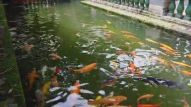 Çin, Guangzhou 'daki Baomo Garden' daki Koi Balık Okulu Havuzu 'nda su manzarası var.
