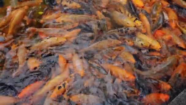 Koi Fish School Pool Baomo Garden Guangzhou China Met Stromend — Stockvideo