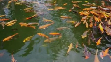 Çin, Guangzhou 'daki Baomo Garden' daki Koi Balık Okulu Havuzu 'nda su manzarası var.