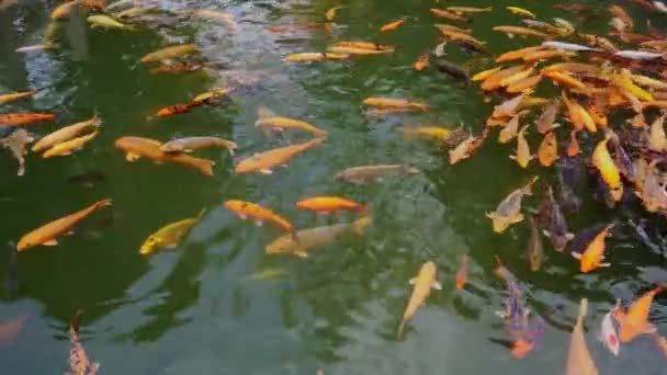 Koi Fischschulpool Baomo Garden Guangzhou China Mit Fließender Wasserlandschaft — Stockvideo