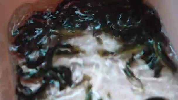 Primer Plano Anguila Arroz Viva Cultivada Cuenca Del Agua — Vídeo de stock