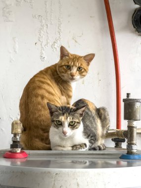 Su ısıtıcısının üzerinde iki sevimli Çin pastoral kedisi.