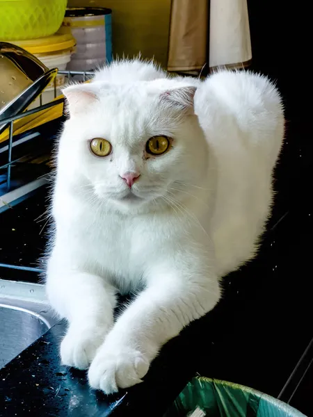 Close Gato Animal Estimação Bonito Puro Branco Britânico Shorthair — Fotografia de Stock