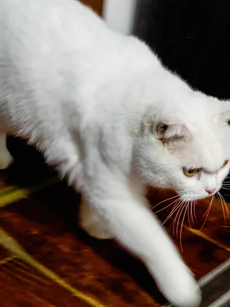 かわいい純白の英国のショートヘアペット猫のクローズアップ — ストック写真