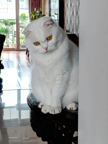 Primer Plano Lindo Gato Británico Taquigrafía Blanco Puro — Foto de Stock