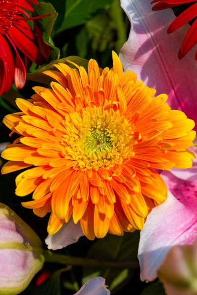 Closeup Colorful Chrysanthemums Festive Flower Basket Stock Photo