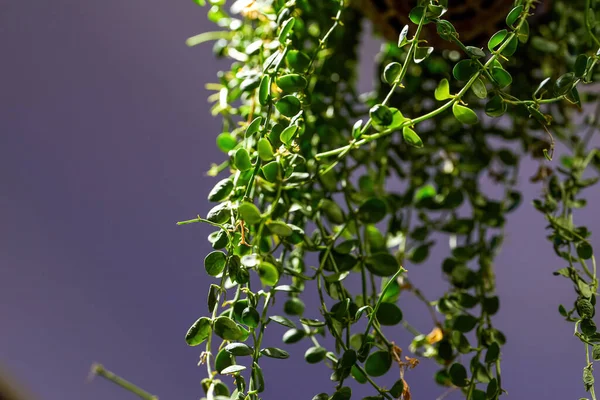 Hängande Odlad Fänkål Gräs Grön Växt Närbild — Stockfoto